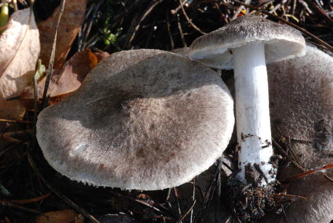 uscita prima della nevicata